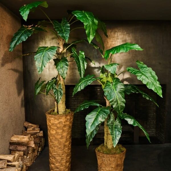 ALOCASIA GROEN - SILKA