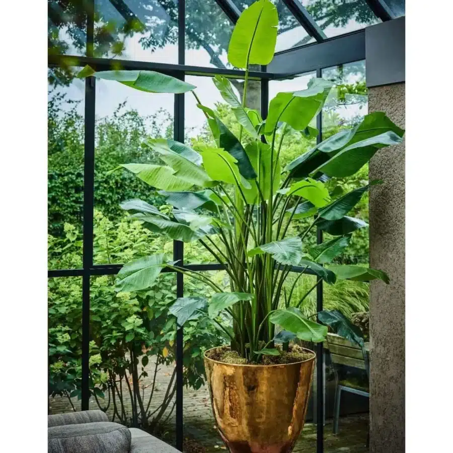 STRELITZIA GROEN - SILKA