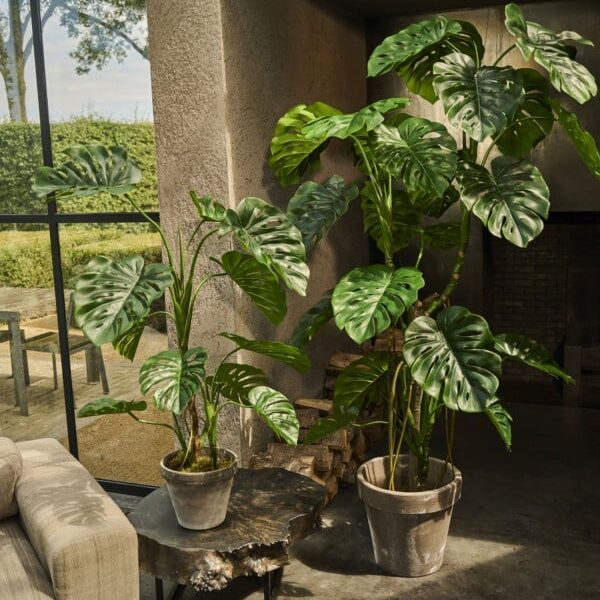 Monstera in pot groen 150 cm