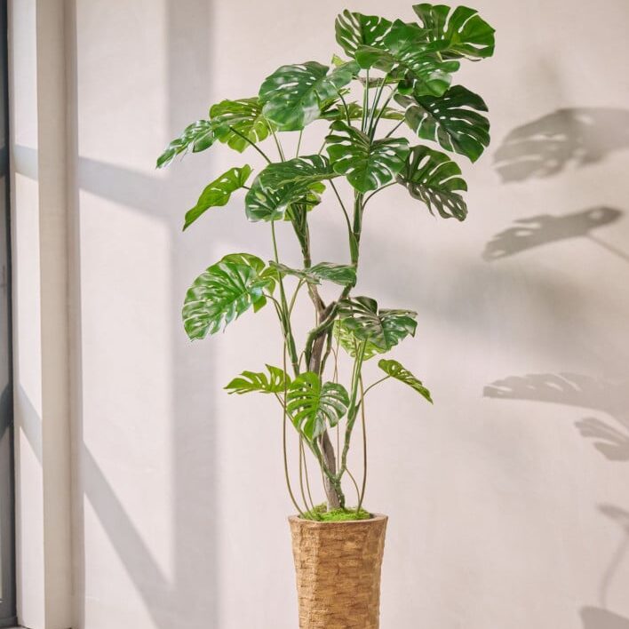 Monstera in pot groen 210 cm