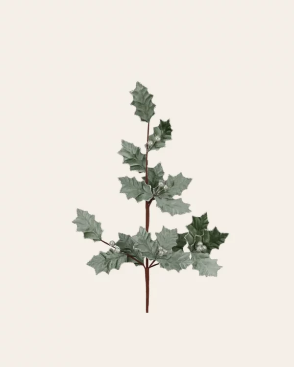 Holly berry stem GRN