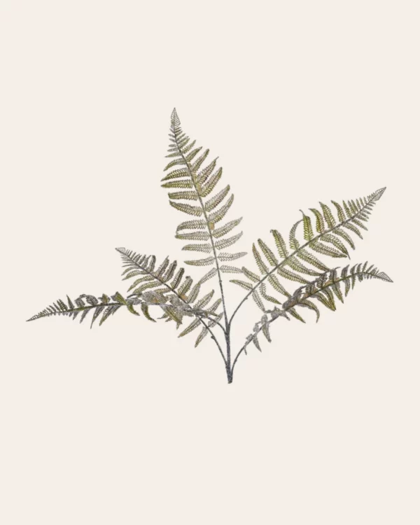 Fern stem GRN/ WH