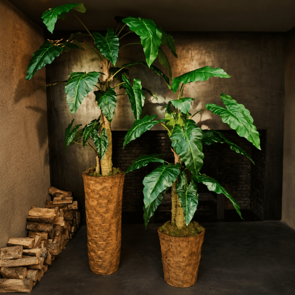 Alocasia groen