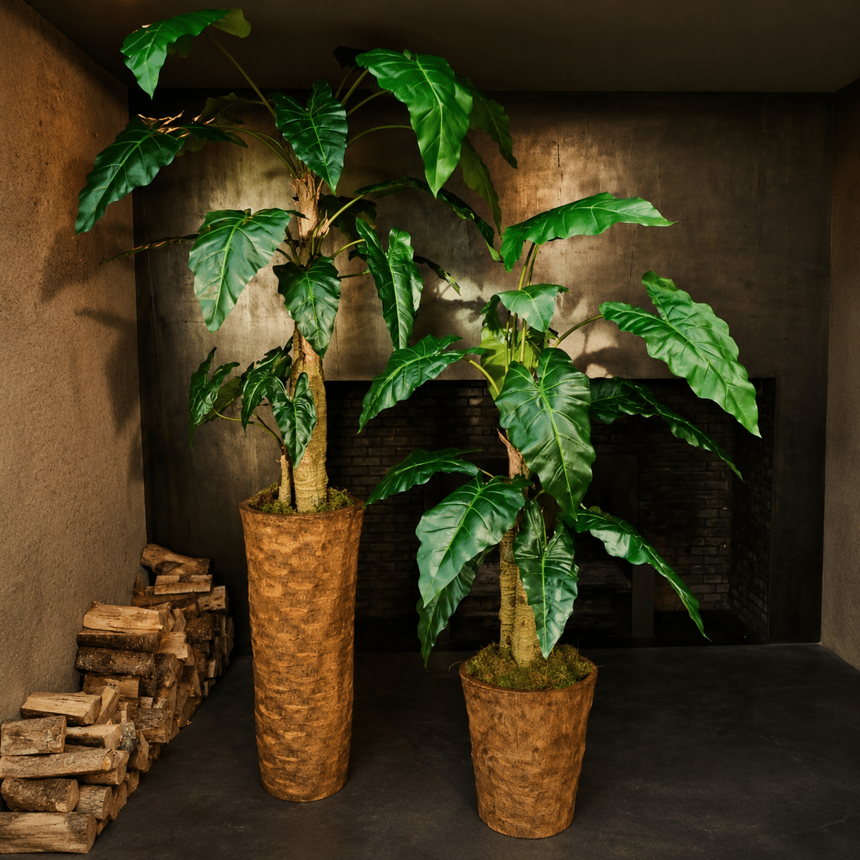 Alocasia groen